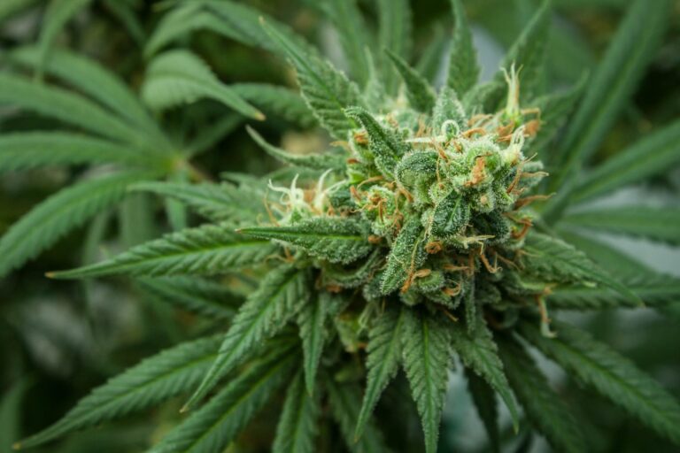 Show Your Pup Some Extra Love with Help from Panther Canna